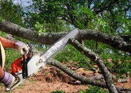 Best Tree Removal Services  in Carbondale, PA